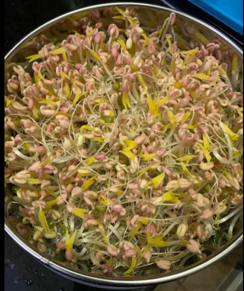 Bandeja de semente de aço inoxidável, kit de cultivo de brocas, cultivo, grama de trigo fresco, broutas de broccolos orgânicos, sementes de alfalfa