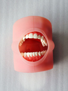 Mô Phỏng Đào Tạo Nha Khoa Y Tế Máy Tính Để Bàn Mô Hình Đầu <span class=keywords><strong>Phantom</strong></span> Cho Sinh Viên Đại Học - Product Image 6