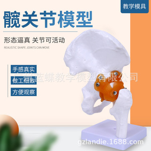 Modèle fonctionnel de l'articulation de la hanche, enseignement médical, modèle fémoral, enseignement et formation, modèle de l'articulation de la hanche humaine - Product Image 3
