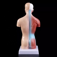 Modèle anatomique médical des organes internes du corps humain en PVC avec fonctionnalités de sécurité pour l'apprentissage des étudiants