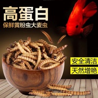 Fournisseur chinois en gros de vers de farine séchés de qualité supérieure riches en protéines