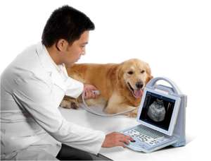 KX5600V kaliteli veteriner kullanımı koyun/keçi/inek ultrason tarayıcı/taşınabilir veteriner ultrason makinesi - Product Image 6