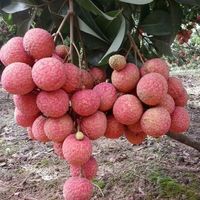 Bac Giang Lychee Vers Fruit Met Een Rijke Smaak En Biologische Landbouw Klaar Voor Export