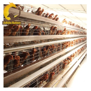 Élevage de volaille jinreen à 3 niveaux pour élevage de volaille, cage avec batterie, bon marché, meilleure vente en algérie, convient aux <span class=keywords><strong>poules</strong></span> - Product Image 5