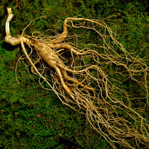 Ginseng entier de qualité supérieure, cultivé en forêt de la montagne de Changbai, directement de l'usine, âgé de 25 ans ou plus, 25g, uniquement pour la soupe et le thé. - Product Image 2