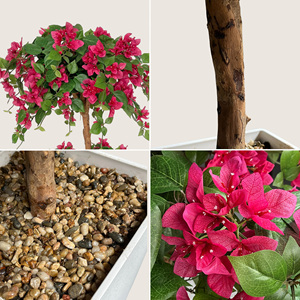Plantes artificielles de bougainvilliers de luxe pour l'intérieur et l'extérieur, avec matériau PE, <span class=keywords><strong>pot</strong></span> <span class=keywords><strong>blanc</strong></span> pour la décoration de la maison - Product Image 4