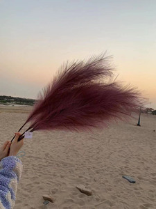 D-3001 Caldo di Vendita di Cerimonia Nuziale Decorativa Conservato Essiccato Naturale <span class=keywords><strong>Pampas</strong></span> Erba - Product Image 5