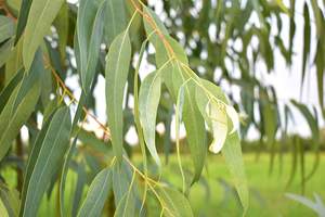 <span class=keywords><strong>Feuilles</strong></span> <span class=keywords><strong>d</strong></span>'<span class=keywords><strong>eucalyptus</strong></span> entières séchées, coupées et tamisées naturellement, thé en vrac <span class=keywords><strong>d</strong></span>'<span class=keywords><strong>eucalyptus</strong></span>, thé aux <span class=keywords><strong>feuilles</strong></span> <span class=keywords><strong>d</strong></span>'<span class=keywords><strong>eucalyptus</strong></span>, <span class=keywords><strong>eucalyptus</strong></span> - Product Image 5