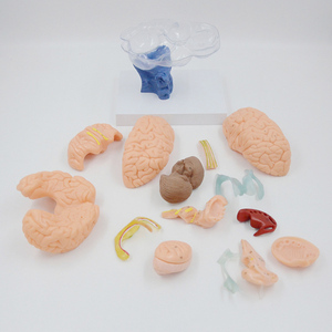 Разборная анатомическая модель мозга человека в натуральную величину (15 частей) для обучения: нервная структура и органы - Product Image 6