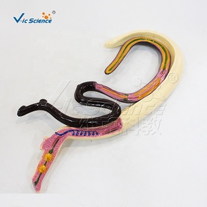 Modello di Schistosoma Staccabile: Modello Didattico di Biologia dei Parassiti con Copulazione Maschile e Femminile - Product Image 4