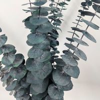 Daun Eucalyptus Terawetkan Bunga Kering Satu Ranting Eucalyptus Koin Tembaga Daun Bulat Gaya Hutan Dekorasi Rumah