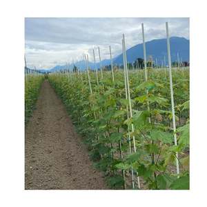 Chine tige frp tiges en fibre de verre tige en fibre de verre lisse - Product Image 6