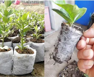 100% Virgin Biodegradable PP Nonwoven Fabric For Custom Nursery Bags Plant Grow Seeding Bags