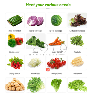 Línea de procesamiento y envasado de corte de frutas y verduras de alta eficiencia Lavadora de verduras para lavar ensaladas - Product Image 3