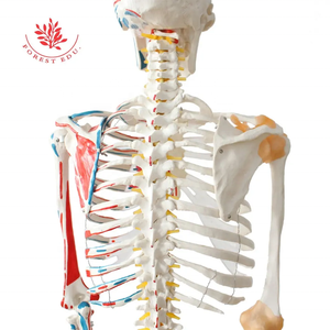 Recursos de enseñanza FRT002 Tamaño real 180cm Impreso a mano con medio músculo y medio ligamento Esqueleto humano real dibujado - Product Image 3