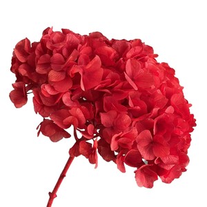 Hydrangea à longue tige, grande feuille préservée, tête de fleur de 25 cm, multicolore, fleur d'<span class=keywords><strong>hortensia</strong></span> séchée, matériau pour bouquet de mariage - Product Image 4