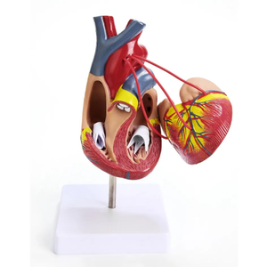 1:1 modèle de coeur humain B modèle d'enseignement d'anatomie cardiaque à ultrasons dans le département de <span class=keywords><strong>cardiologie</strong></span> médicale grand coeur naturel - Product Image 3