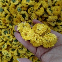 Bunga Krisan Kuning Segar untuk Teh dan Dekorasi Rumah Kelopak Kering Alami untuk Infus Herbal yang Menenangkan