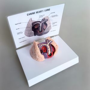 หัวใจสุนัข แบบจำลองหนอนหัวใจในสุนัข หลอดเลือดสุนัข ปอด อวัยวะ การสอนทางการแพทย์ แบบจำลองสัตวแพทย์ - Product Image 2
