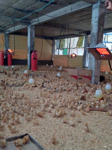 Mới gia cầm sưởi ấm <span class=keywords><strong>brooder</strong></span> Gà nhà Thiết bị Hướng dẫn sử dụng đánh lửa khí <span class=keywords><strong>brooder</strong></span> cho heo con gà con gà brooding nóng - Product Image 6