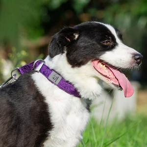 <span class=keywords><strong>Collar</strong></span> para perros sin tirones con diseño de cadena P Revestimiento reflectante 3M para viajes seguros | Se adapta a perros pequeños y grandes - Product Image 4