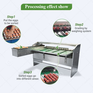 Clasificación de capas de granja, clasificador automático, máquina clasificadora de inspección de criadero, línea de producción, clasificadora de huevos, 4000 220V, Motor de panadería - Product Image 5
