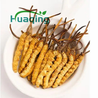 Extrait naturel pur de cordyceps militaris 10:1, 100% poudre d'extrait de cordyceps sinensis