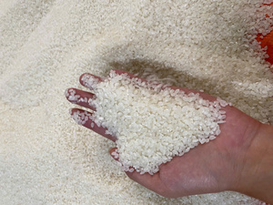 Nouvelle récolte été-automne : Riz Japonica Calrose pour Sushi et Cuisine Asiatique – Riz à Grains Courts - Product Image 3
