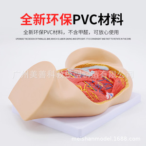 Modèle de périnée féminin, modèle d'anatomie périnéale, gynécologie, modèle d'anatomie reproductive, modèle de structure reproductive - Product Image 4