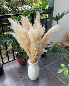 Suministros de boda para decoración de eventos, natural, barato, seco, esponjoso, blanco, Beige, hierba de <span class=keywords><strong>Pampa</strong></span>, pampas de 40 pulgadas, hierba de <span class=keywords><strong>Pampa</strong></span> natural, para la boda, para la decoración de eventos - Product Image 4