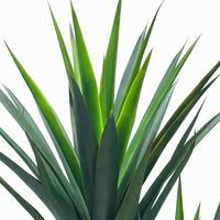 Grand Arbre Artificiel en Sisal Double Tronc, Faux Agave en Pot pour la Décoration de la Maison, du Bureau, de l'Hôtel, du Balcon, du Patio, du Jardin, des Mariages et des Magasins
