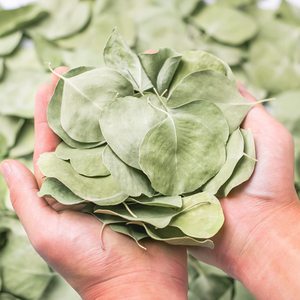 1kg di Foglie di Eucalipto Reale Essiccate, 100% Naturali, Conservate, Foglie Verdi di Eucalipto Silver Dollar <span class=keywords><strong>Biodegradabili</strong></span> per <span class=keywords><strong>Coriandoli</strong></span> - Product Image 2