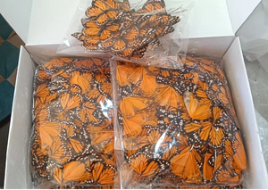Papillons artificiels en plumes, papillon monarque, pour Effie Trinket des Jeux de la Faim, Halloween et Noël - Product Image 4