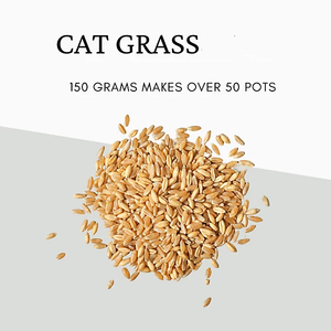 Kit d'<span class=keywords><strong>herbe</strong></span> à <span class=keywords><strong>chat</strong></span> biologique de qualité supérieure avec bol en céramique et plateau en bambou comprenant des pots de fleurs pour chats d'intérieur - Product Image 3