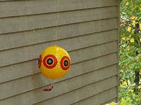Meilleures ventes Ballons gonflables en PVC de 40cm pour faire peur aux oiseaux Ballon de plage solide pour la plage ou le jardin