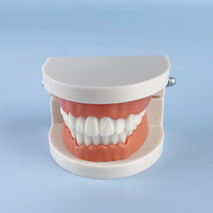 Prothèses dentaires, modèles dentaires, instruments et matériaux dentaires : vente en gros pour fabricants, simulation pédagogique, petits modèles dentaires - Product Image 3