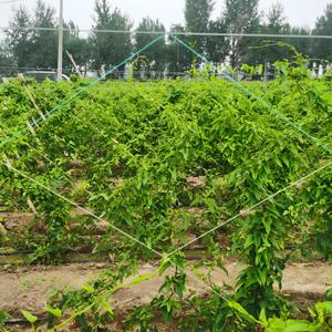 <span class=keywords><strong>Malla</strong></span> de Soporte para Plantas de HDPE Verde Resistente a los Rayos UV de 18*18cm, Precio al por Mayor, para Pepinos/Frijoles/<span class=keywords><strong>Tomates</strong></span> - Product Image 3