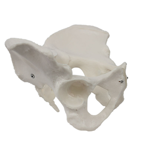 Modèle de simulation pelvienne féminine pour l'enseignement de la structure anatomique des organes et des os pelviens - Modèle squelettique féminin - Product Image 3