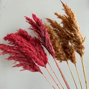 Herbe de la pampa séchée en gros, 29 couleurs, décorations pour la <span class=keywords><strong>maison</strong></span>, grandes décorations pour la <span class=keywords><strong>maison</strong></span> en herbe de la pampa - Product Image 1