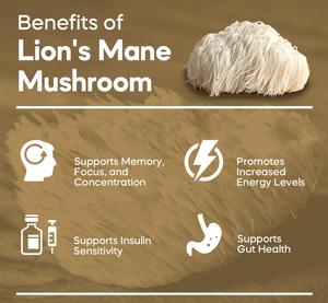 Échantillon Gratuit d'Extrait de Crinière de Lion avec 3% d'Érinacines en Poudre, Complément Alimentaire pour la Santé - Product Image 5