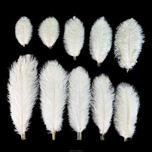 Plumes d'autruche décoratives blanches de 35-60 cm pour festivals <span class=keywords><strong>et</strong></span> mariages, idéales pour la décoration de fêtes <span class=keywords><strong>et</strong></span> événements. - Product Image 5