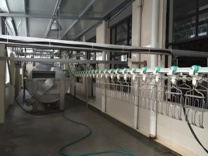 Equipo de matadero de pollos de alta calidad para aves de corral - Product Image 4