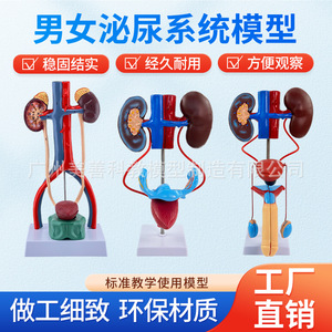 Modèle pédagogique du système urinaire humain en trois dimensions : urétére, vessie, urètre, système reproducteur médical, anatomie du rein - Product Image 4