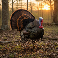 Leurre de chasse au dindon 3D réaliste avec plumes superposées, pliable et imperméable, équipement de chasse aux oiseaux