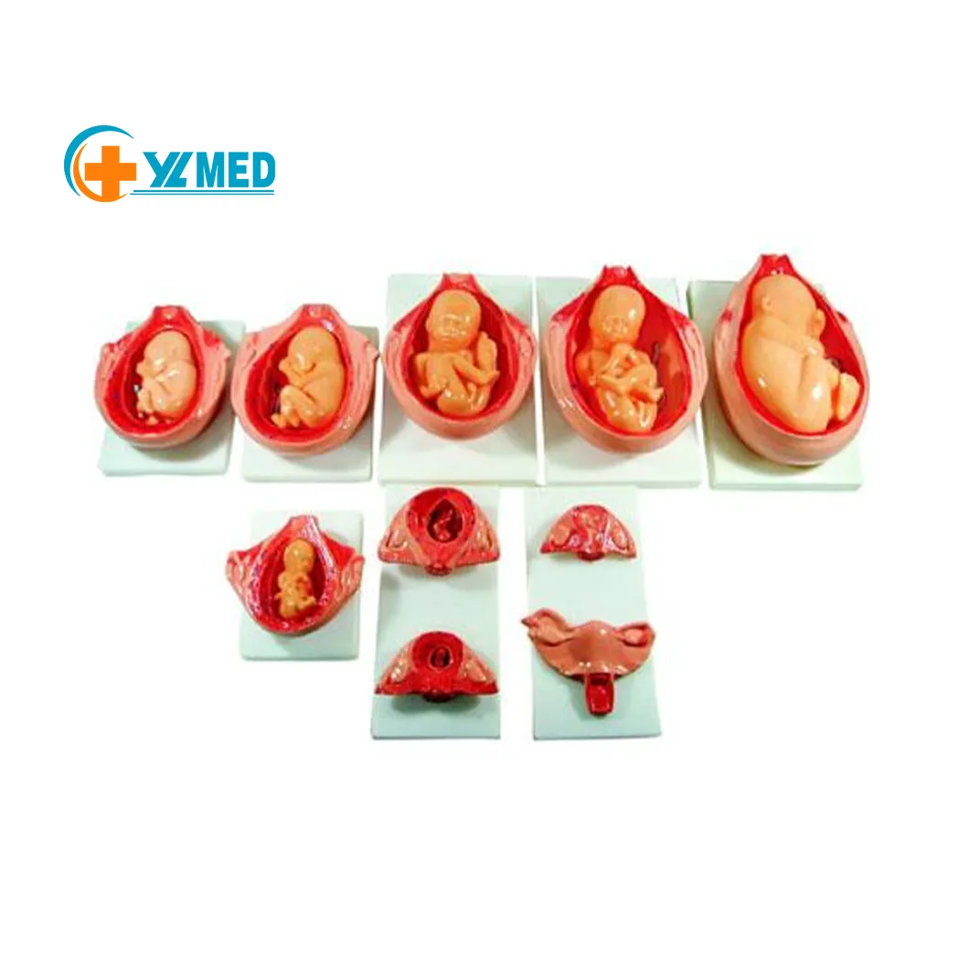Medische Wetenschap Foetale Zwangerschap Ontwikkelingsproces Model Foetale Zwangerschap Ontwikkelingsmodel