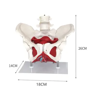 Anatomisches Modell des weiblichen Beckens mit Beckenboden muskel modell