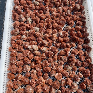 Vente en gros de spécimens de grappes d'aragonite naturelle, cristal de guérison, quartz, minéral, pierre précieuse, artisanat pour la décoration - Product Image 5