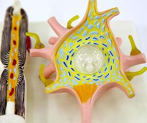 Componentes detallados de microscopía electrónica de modelo de célula neuronal de gran aumento 2500x que incluyen equipo educativo Axon - Product Image 5