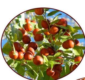 Suan zao ren erva chinesa sementes cruas de ziziphi spinosae sêmen seco ziziphi spinosae para ajudar a dormir - Product Image 4