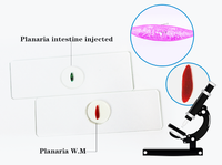 10 Kinds Parasite Slides Set Student Medical Parasitology Prepared Microscope Slides